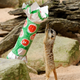 Illustration for article titled Merry Meerkats Celebrate Critter Christmas